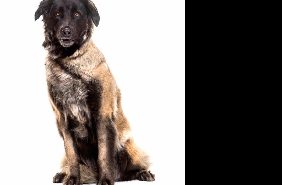 Estrela Mountain Dog