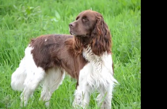 French Spaniel