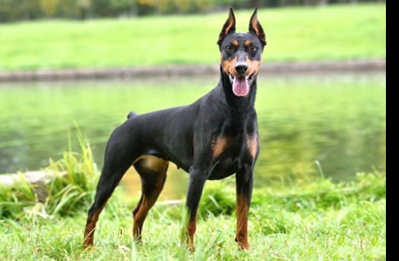 German Pinscher