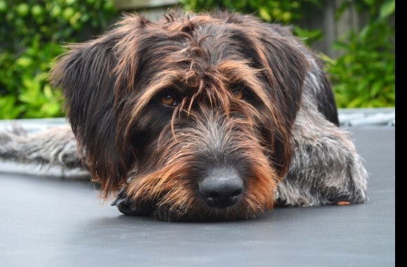 German Wirehaired Pointer