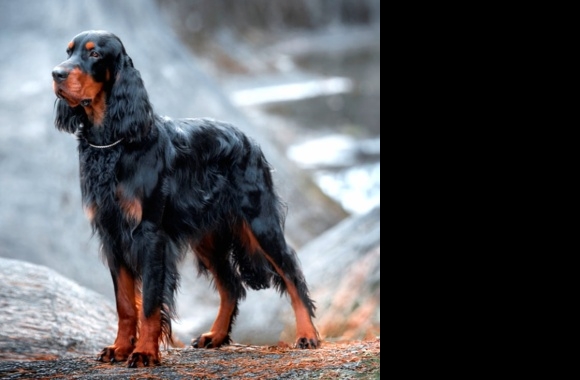 Gordon Setter