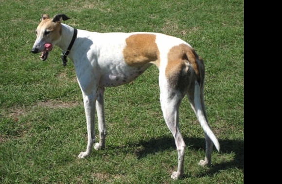 Greyhound