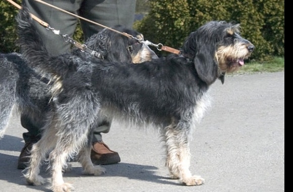 Griffon Bleu de Gascogne