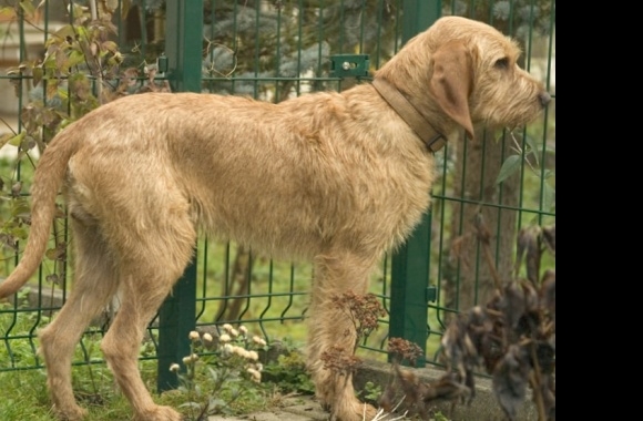 Griffon Fauve de Bretagne