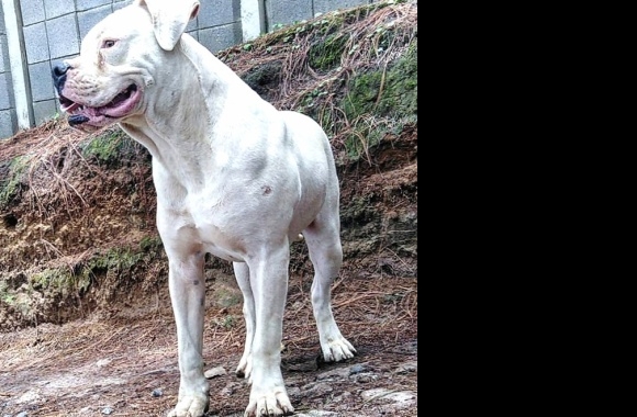 Guatemalan Dogo