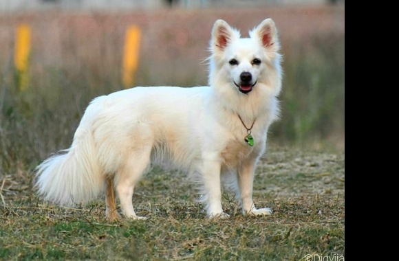 Indian Spitz