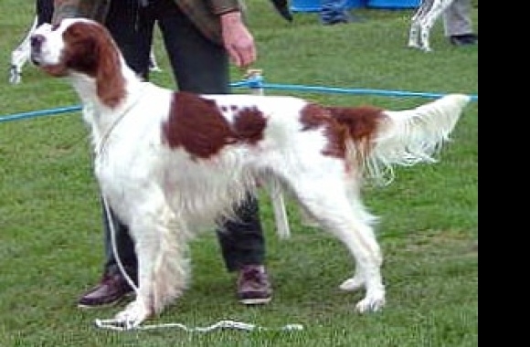 Irish Red and White Setter