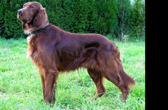 Irish Setter