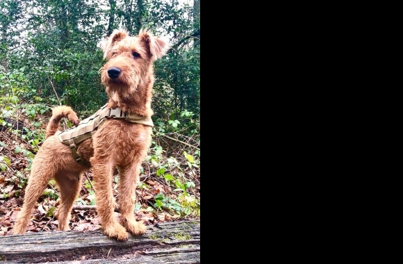 Irish Terrier