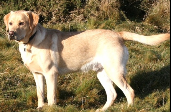 Labrador Retriever