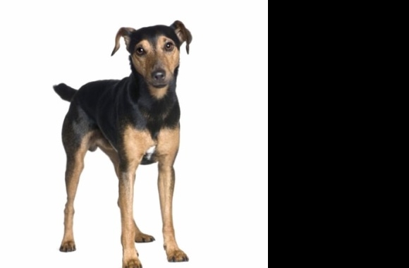 Manchester Terrier