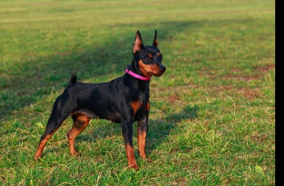 Miniature Pinscher