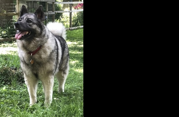 Norwegian Elkhound