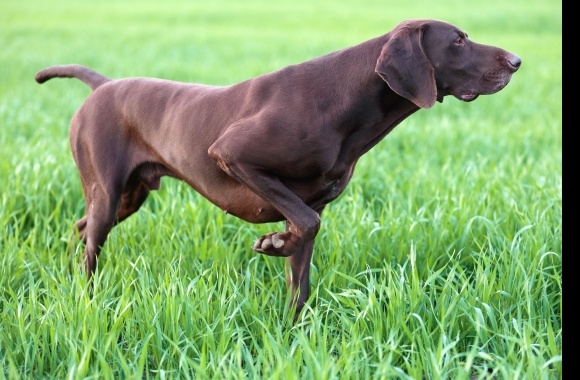 Pointer dog breed