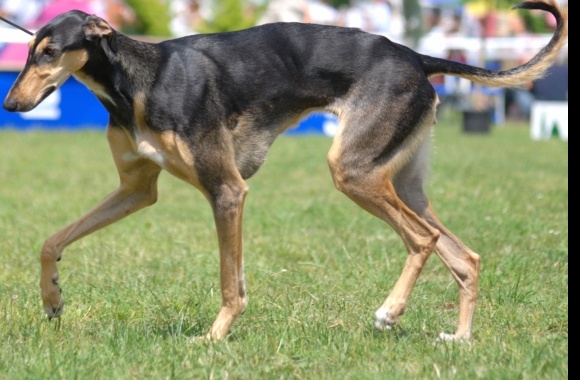 Polish Greyhound