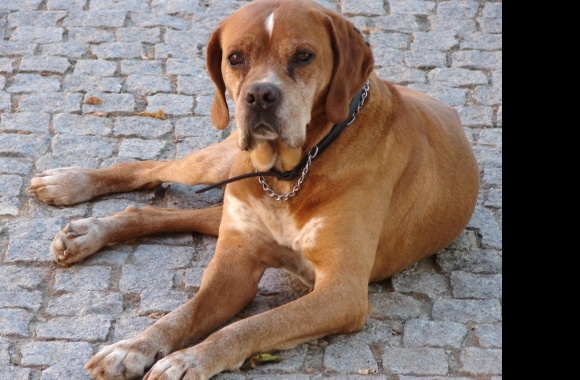 Portuguese Pointer