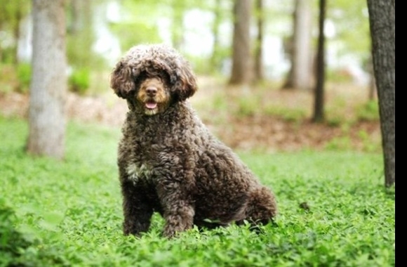 Portuguese Water Dog