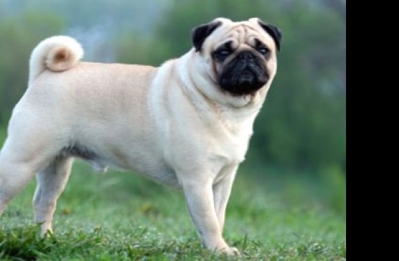 Pug