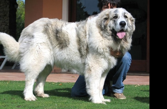 Pyrenean Mastiff