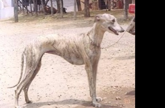 Rampur Greyhound