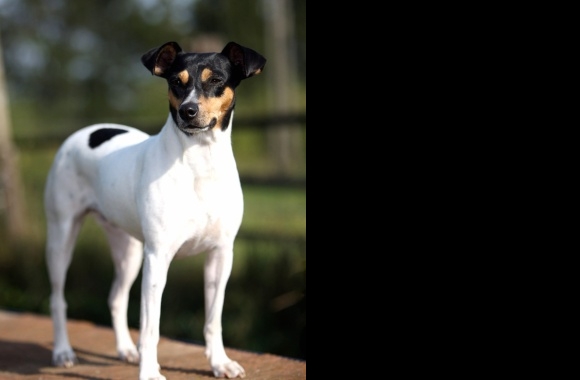 Ratonero Bodeguero Andaluz