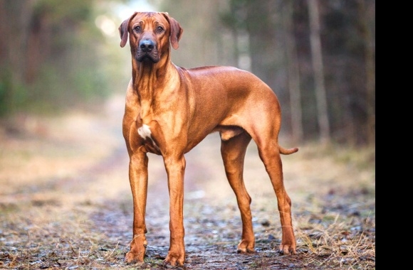 Rhodesian Ridgeback