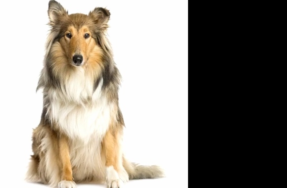 Scotch Collie