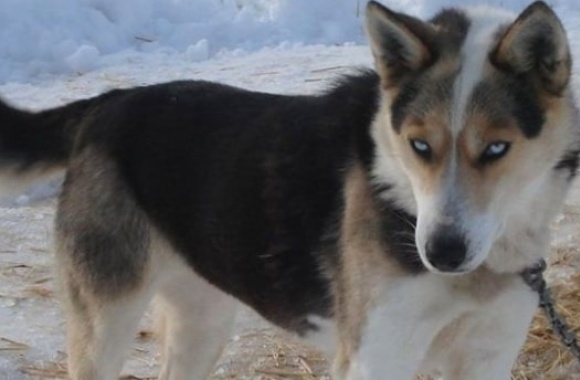 Seppala Siberian Sleddog