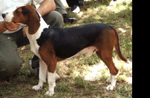 Serbian Tricolour Hound