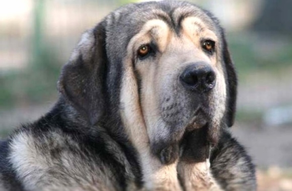 Spanish Mastiff