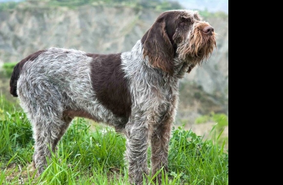 Spinone Italiano