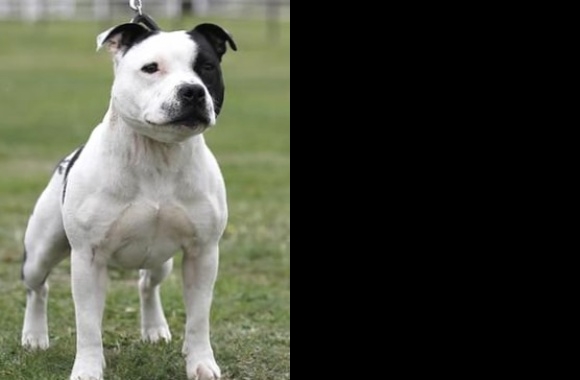 Staffordshire Bull Terrier