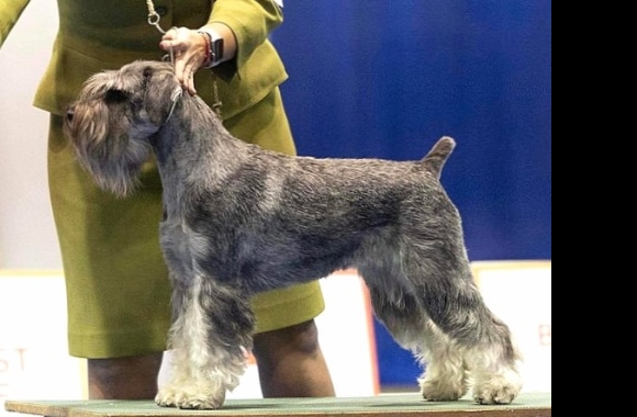 Standard Schnauzer