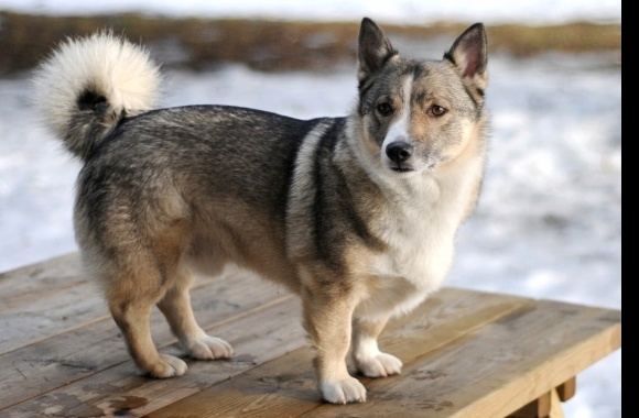 Swedish Vallhund