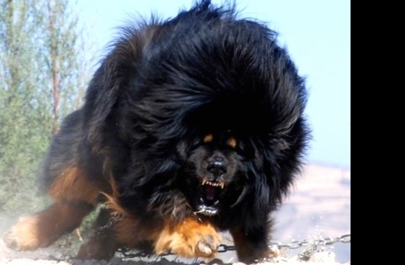 Tibetan Mastiff