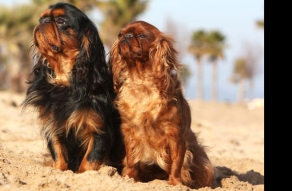 Toy Trawler Spaniel