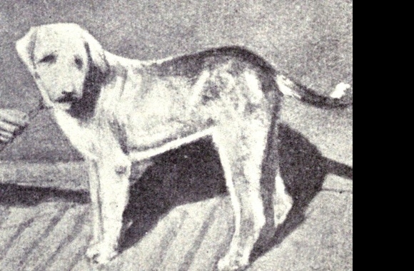 Vanjari Hound