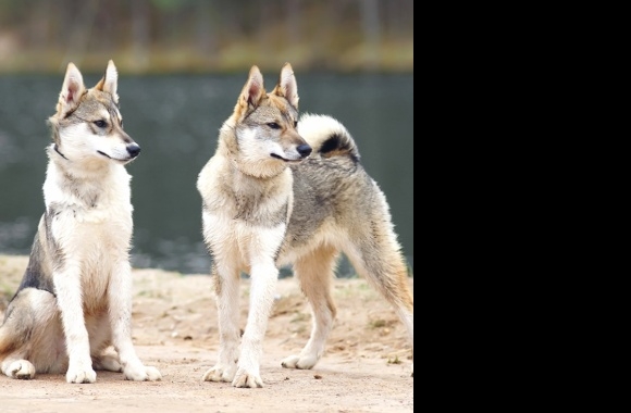 West Siberian Laika