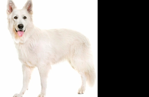 White Shepherd