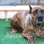 Alano Espanol image