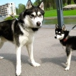 Alaskan Klee Kai wallpapers