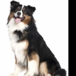 Australian Shepherd hd