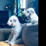 Bedlington Terrier pic