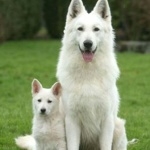 Berger Blanc Suisse hd photos