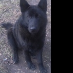 Black Norwegian Elkhound new photos