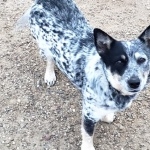 Blue Heeler wallpapers hd