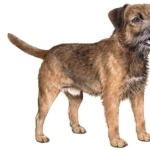 Border Terrier photos