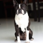 Boston Terrier images