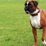 Boxer breed 2025