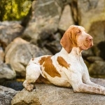 Bracco Italiano free wallpapers